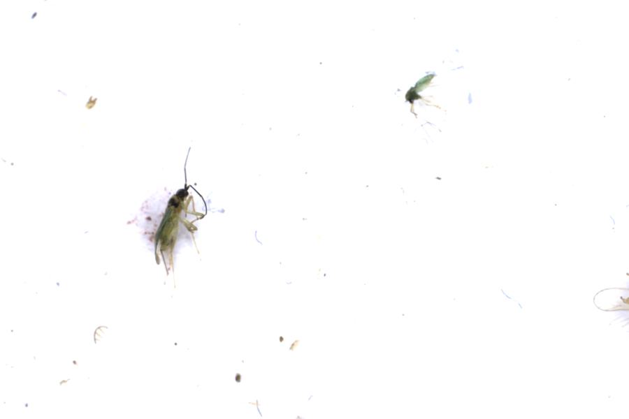 Image 27